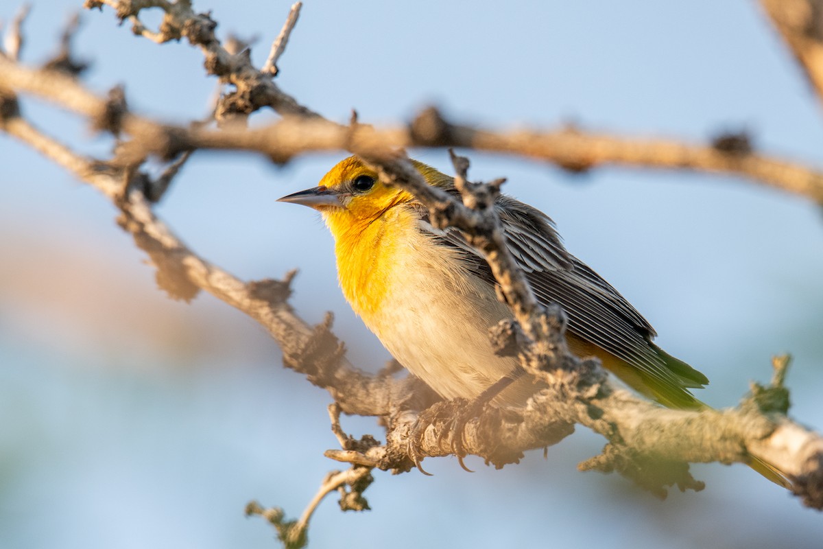Bullock's Oriole - ML637587683