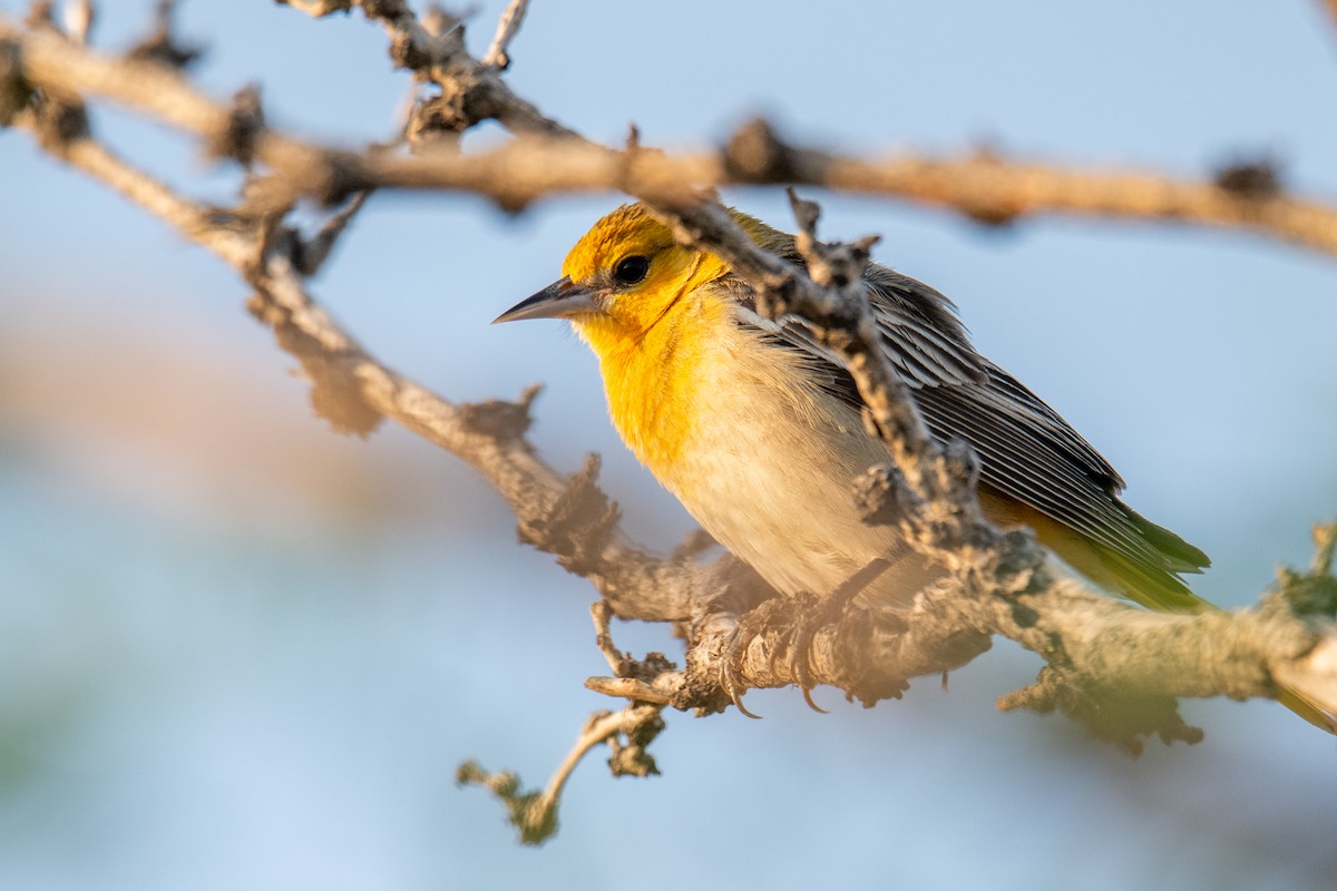 Bullock's Oriole - ML637587684