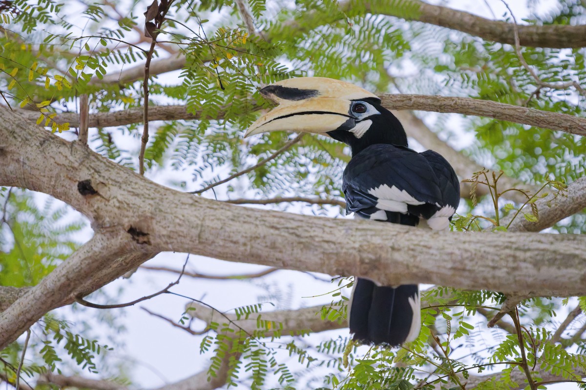 Oriental Pied-Hornbill - ML637587695