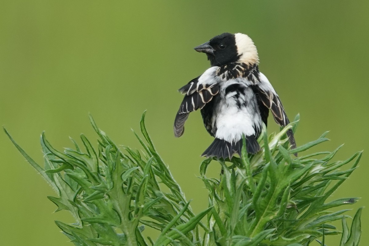 Bobolink - ML637587696