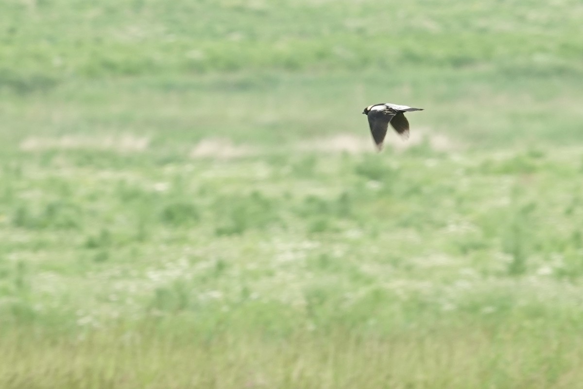 Bobolink - ML637587698