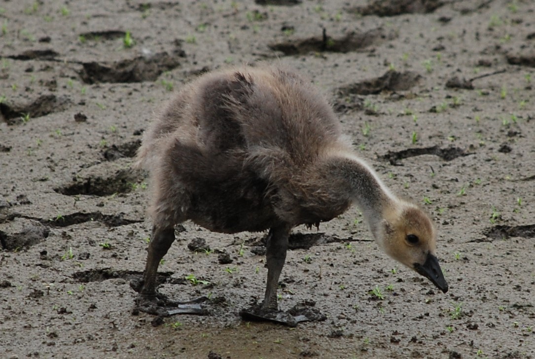 Canada Goose - ML637587705