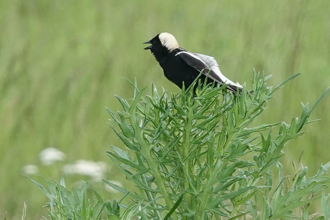 Bobolink - ML637587713