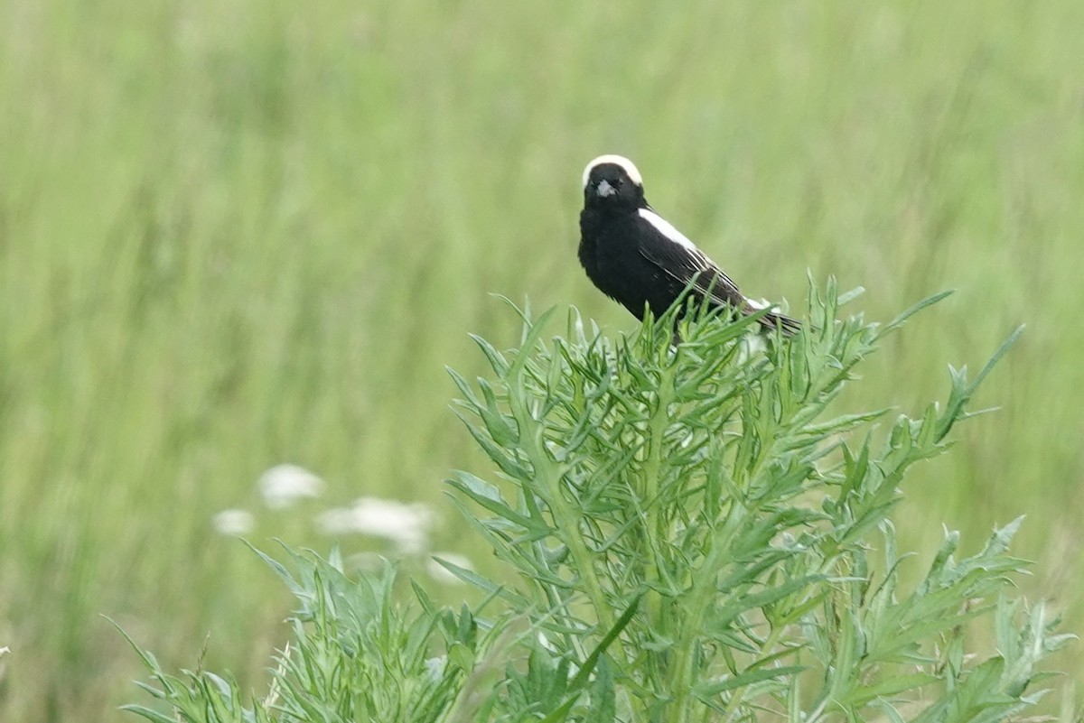 Bobolink - ML637587715