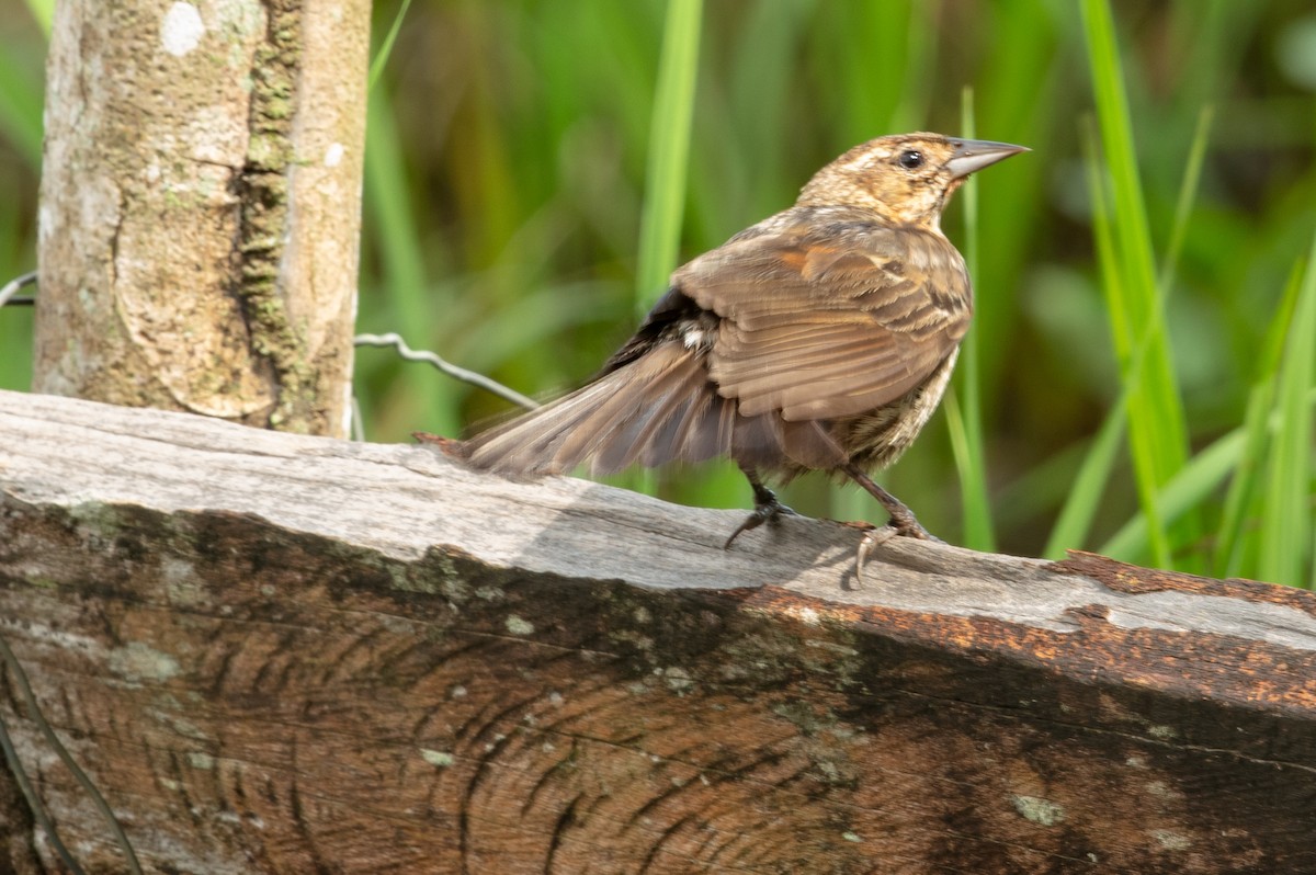 Red-winged Blackbird - ML637587718