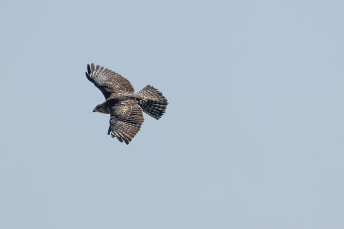 American Goshawk - ML637587730