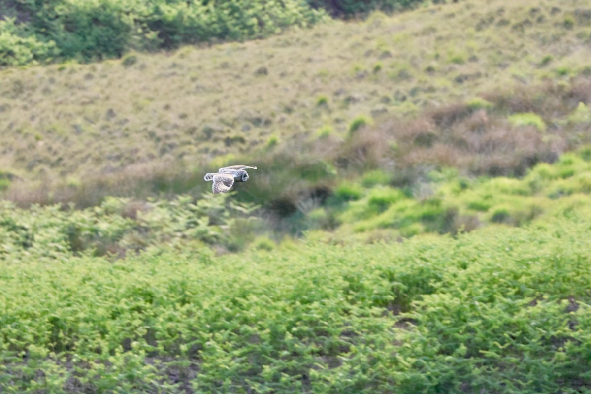 Short-eared Owl (Northern) - ML637587748