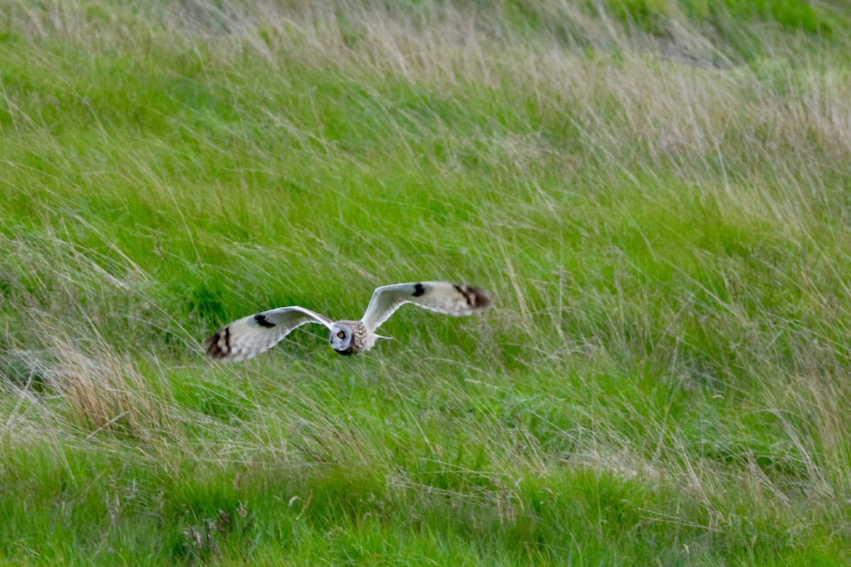 Short-eared Owl (Northern) - ML637587749