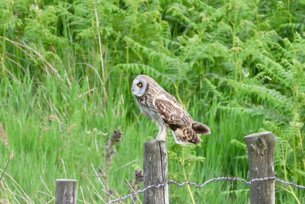 Short-eared Owl (Northern) - ML637587751