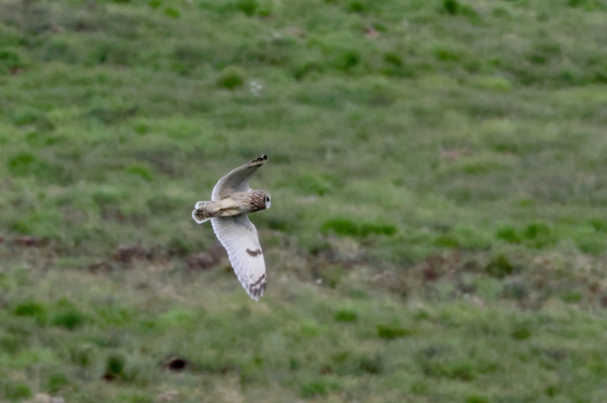 Short-eared Owl (Northern) - ML637587753