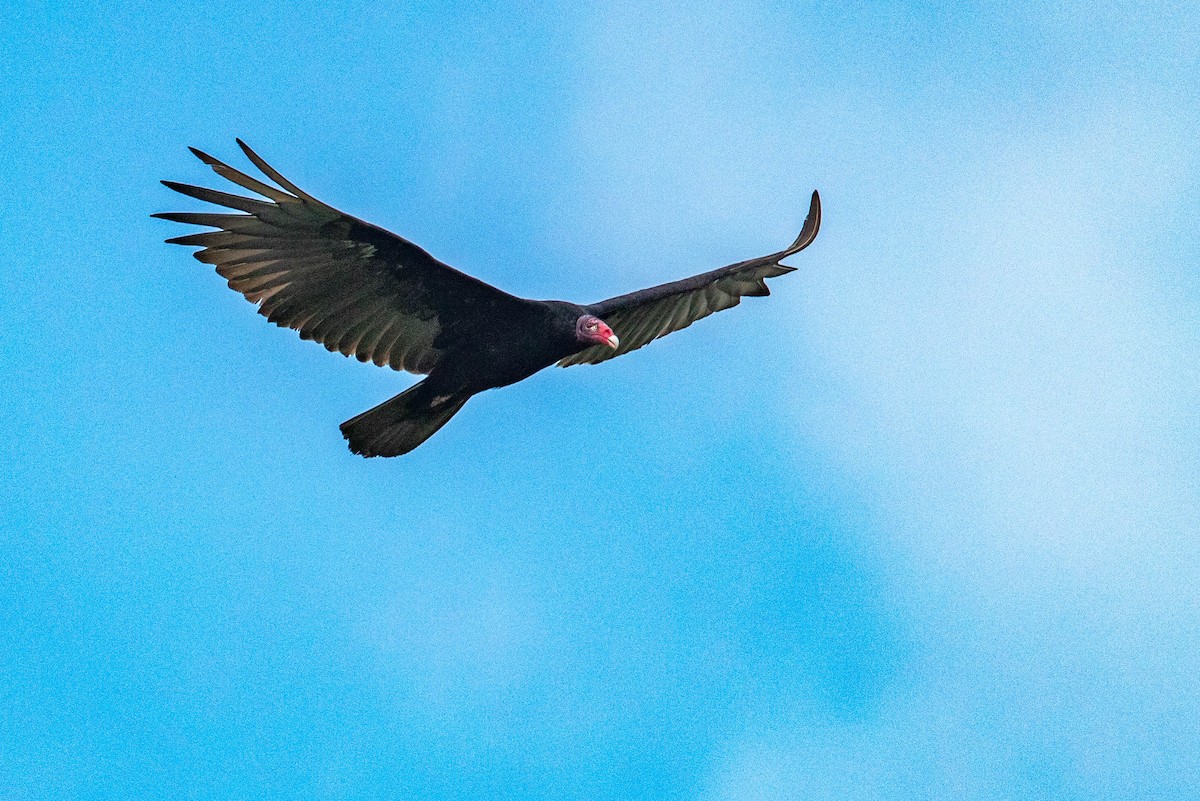 Turkey Vulture - ML637587761
