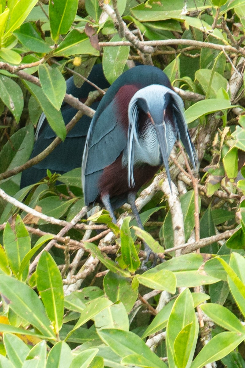 Agami Heron - ML637587770