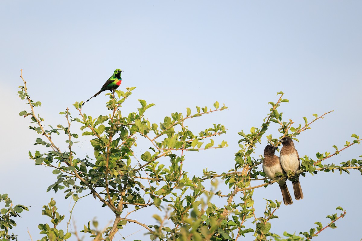 Beautiful Sunbird - ML637587772