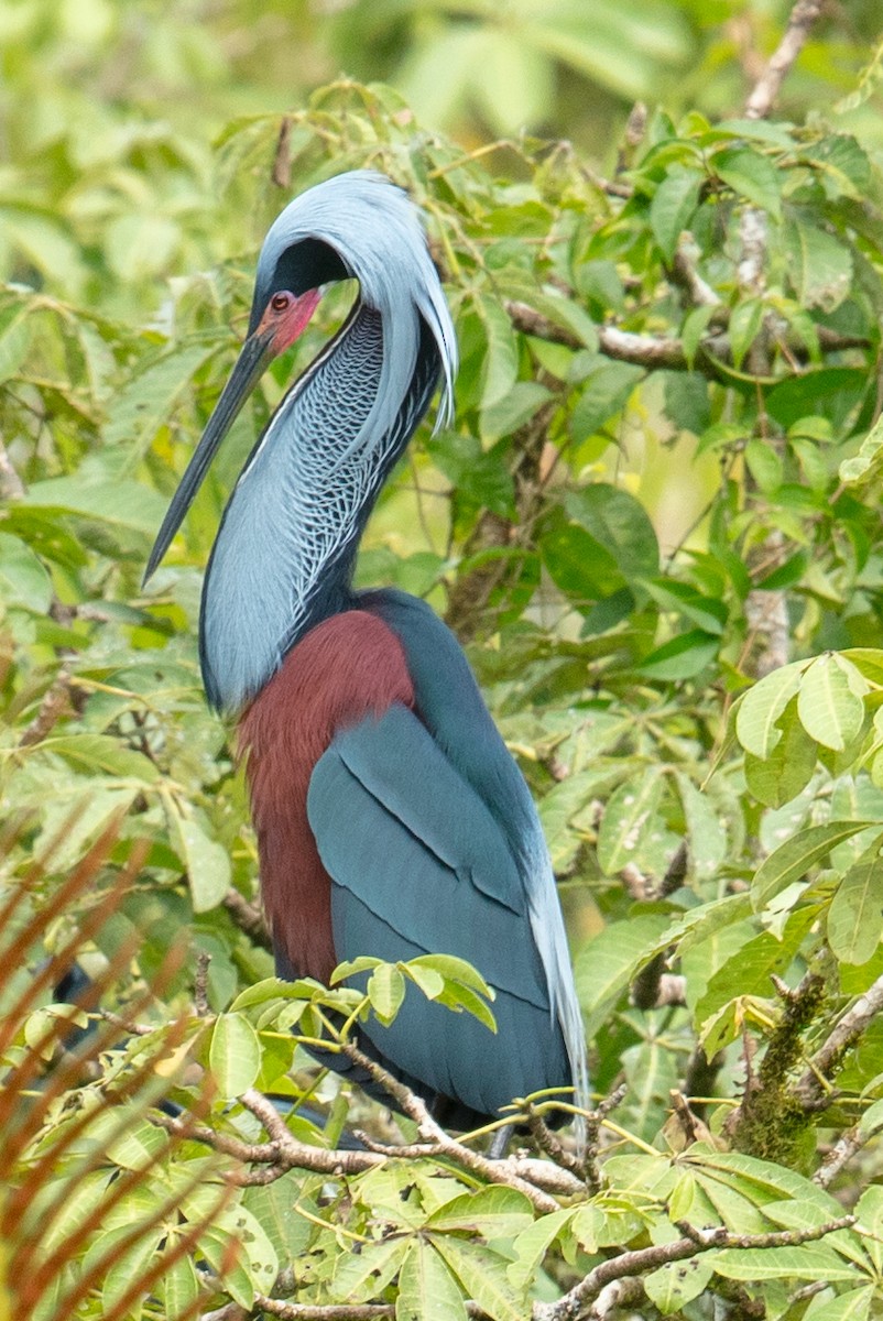 Agami Heron - ML637587775