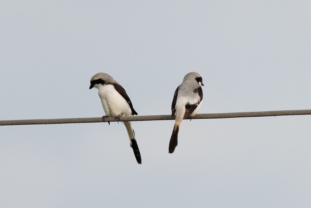 Gray-backed Fiscal - ML637587794