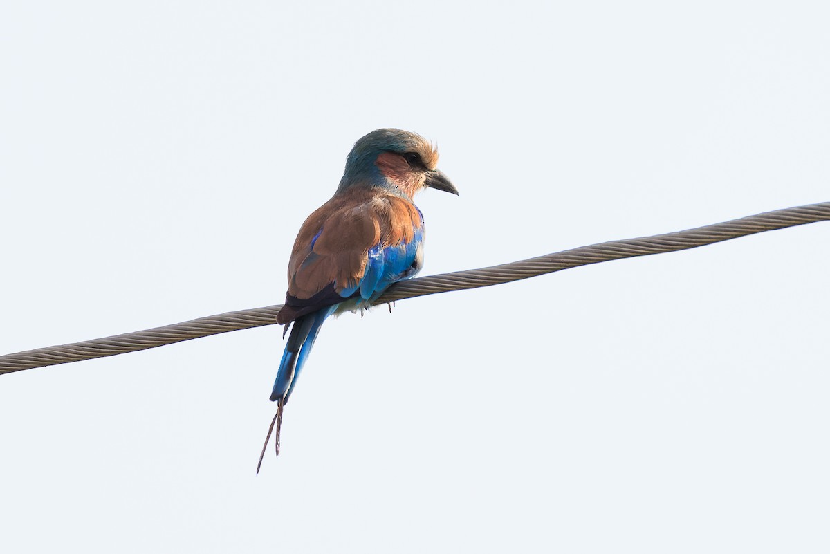 Lilac-breasted Roller - ML637587796