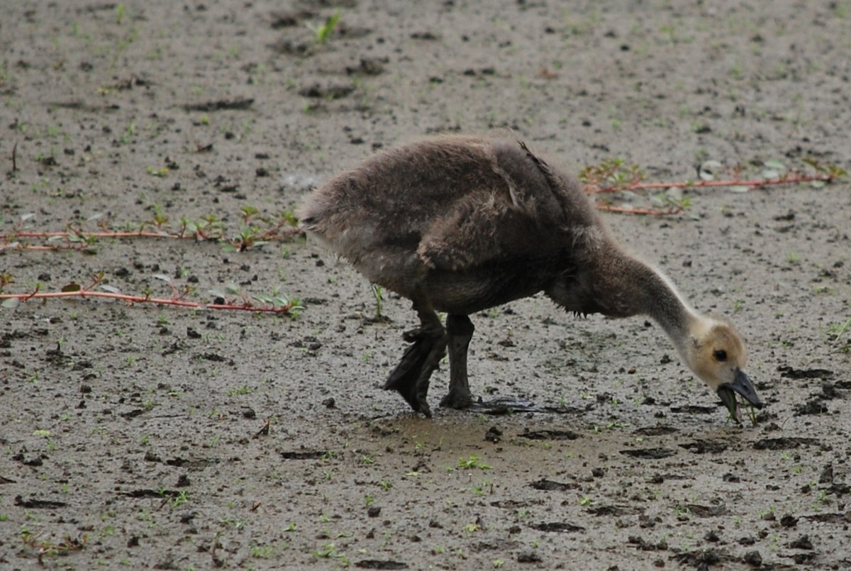 Canada Goose - ML637587798