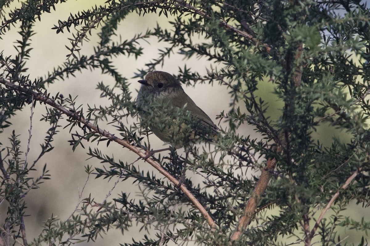 Brown Thornbill - ML637587800