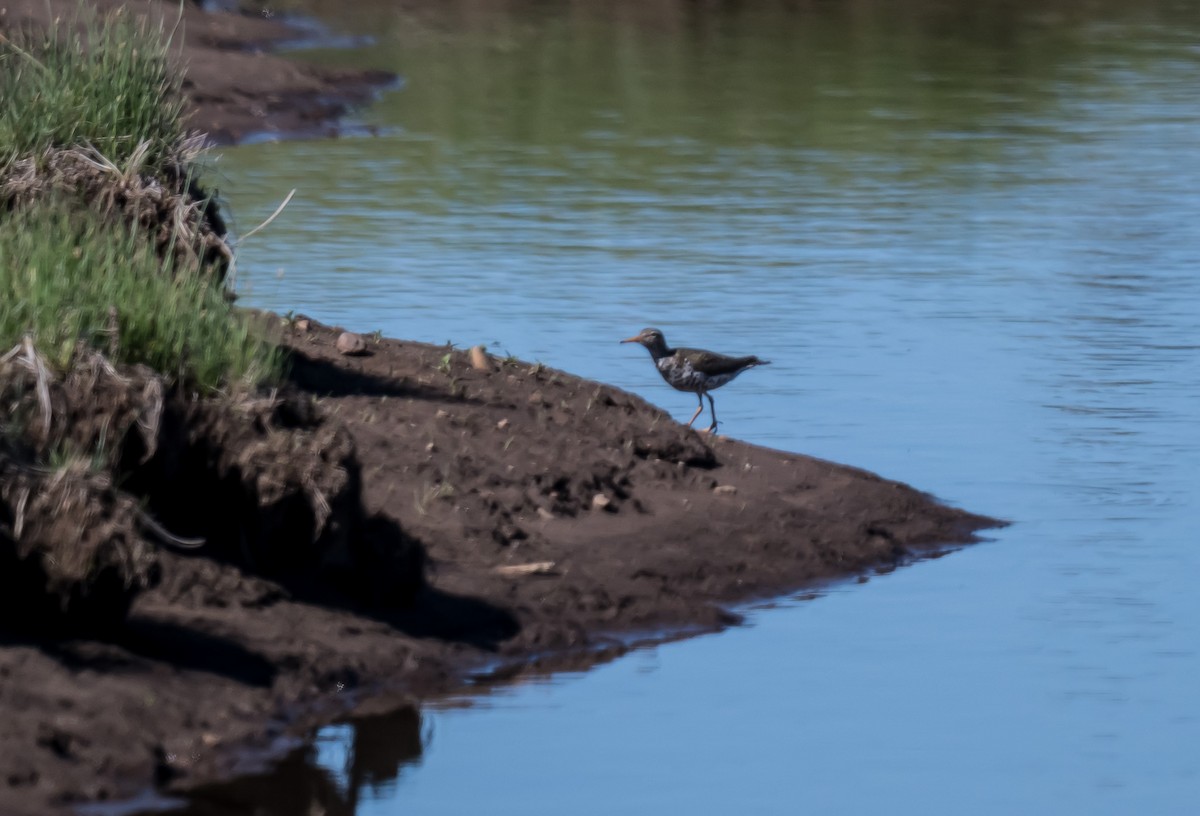 Spotted Sandpiper - ML637587805