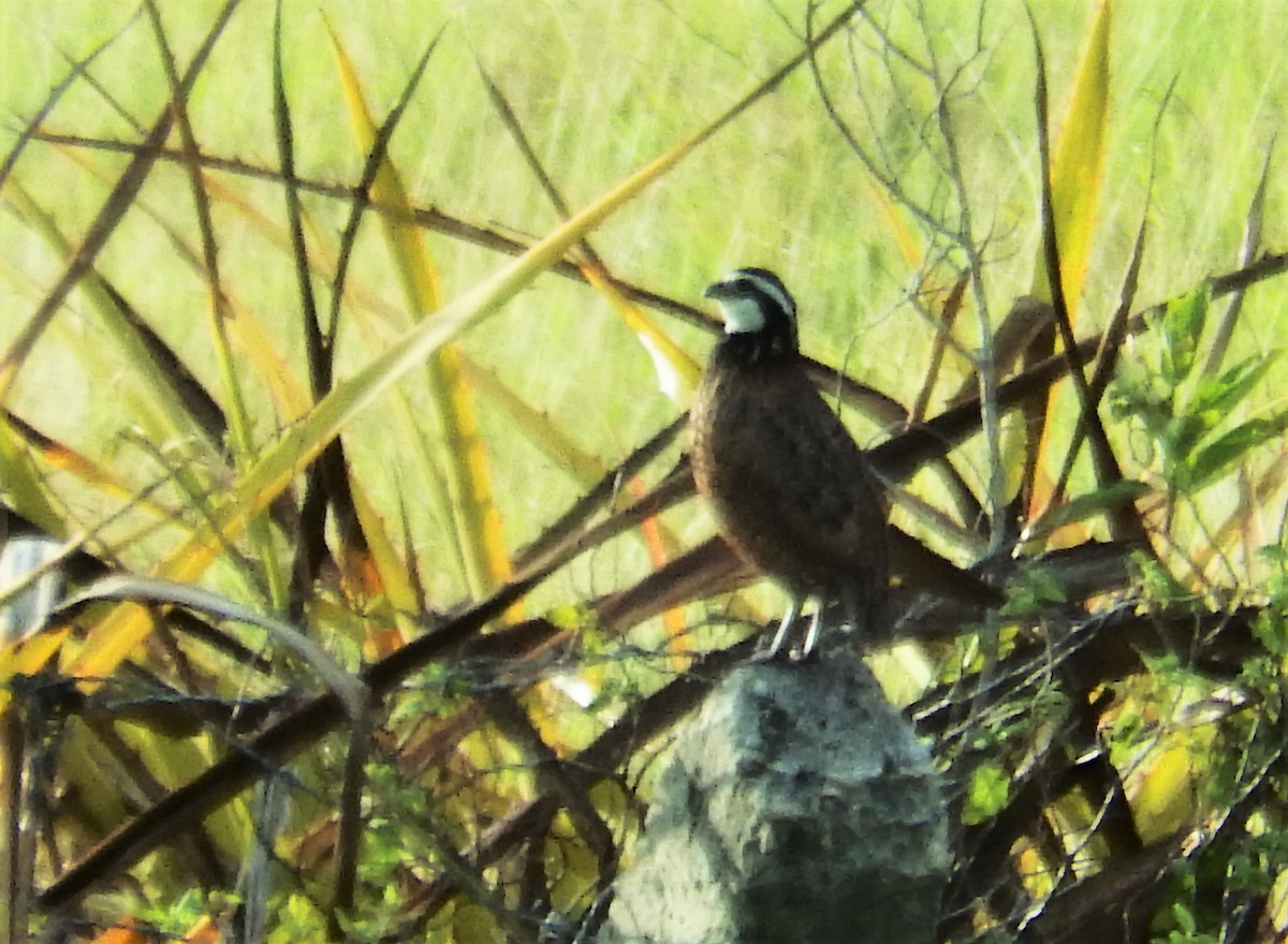 Northern Bobwhite - ML637587806