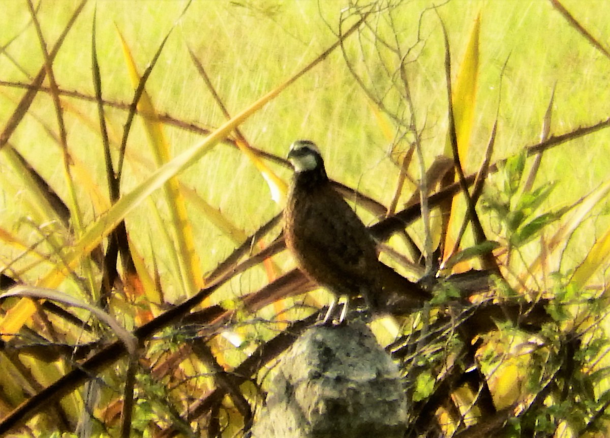 Northern Bobwhite - ML637587807