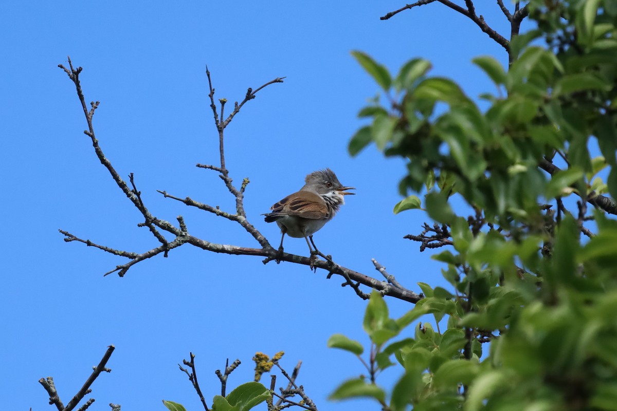 Greater Whitethroat - ML637587810