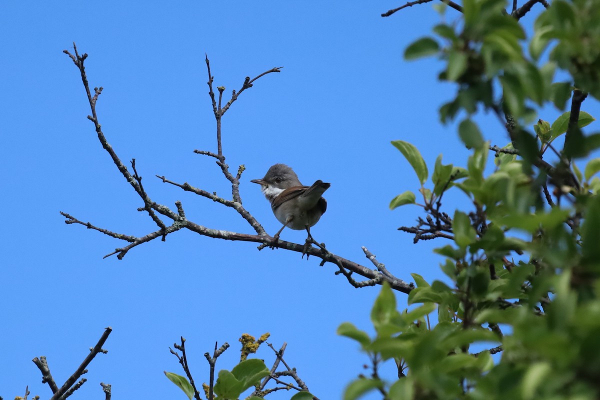 Greater Whitethroat - ML637587811