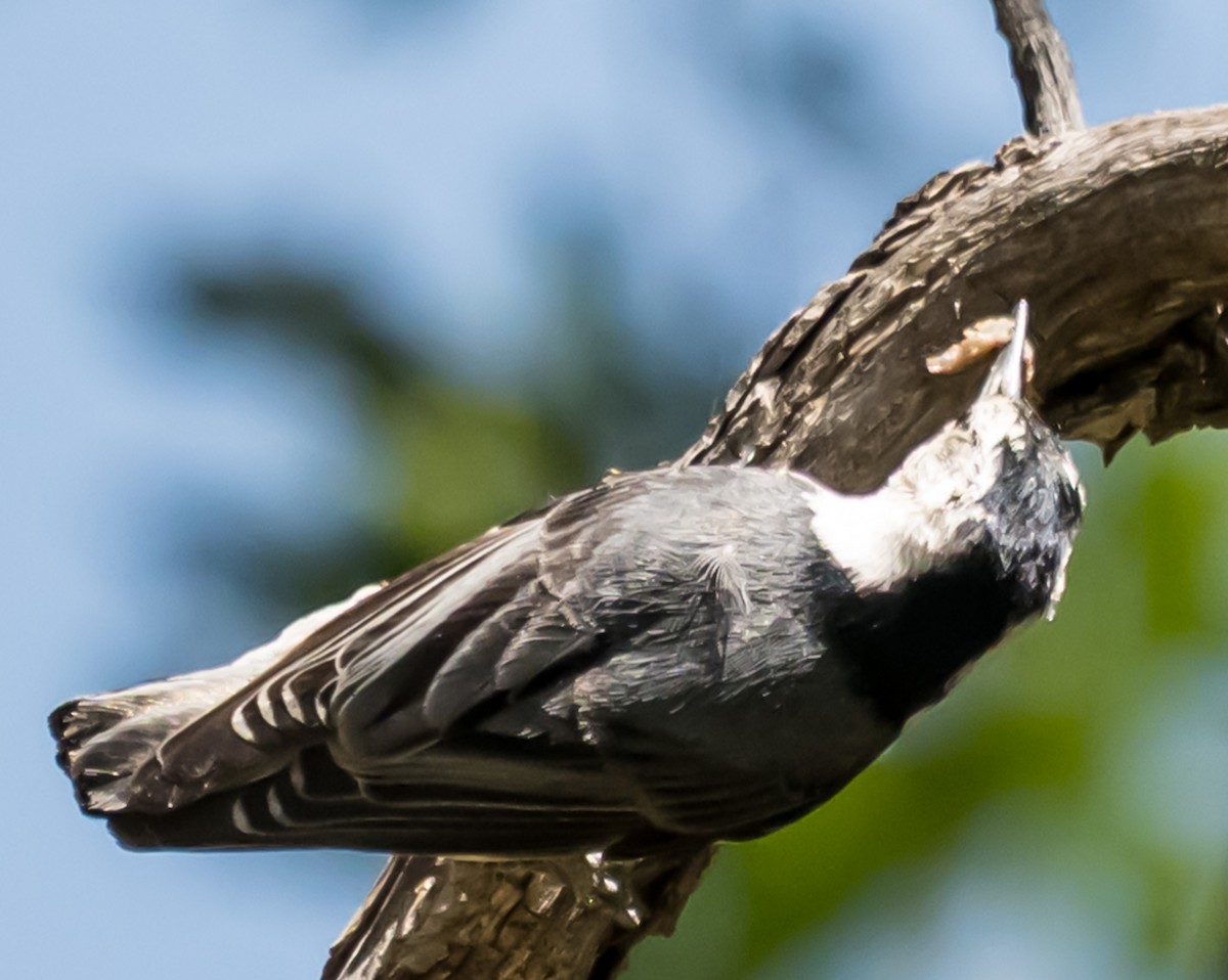 White-breasted Nuthatch - ML637587812