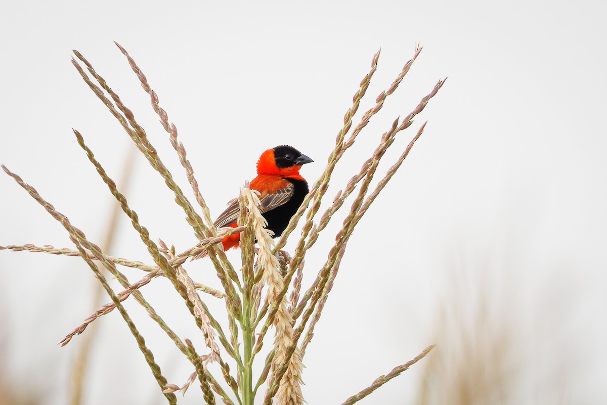 Northern Red Bishop - ML637587813