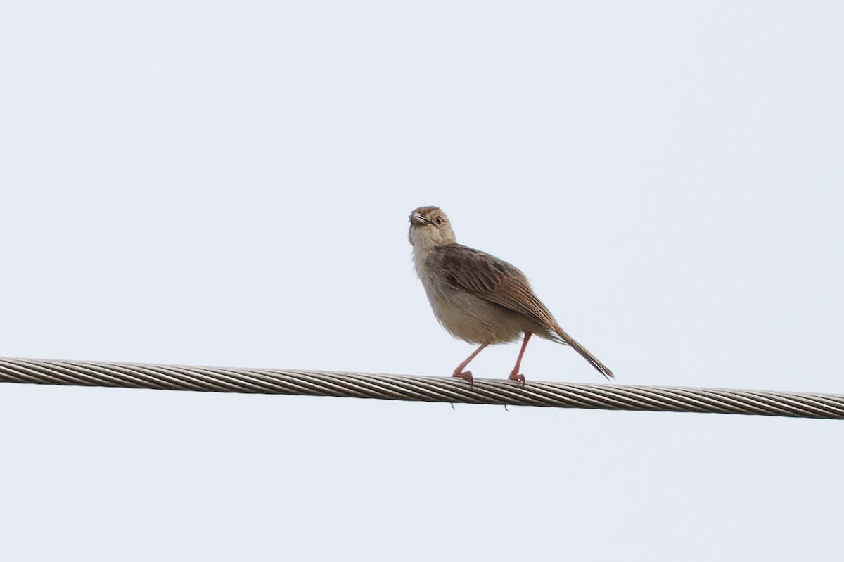 Rattling Cisticola - ML637587816