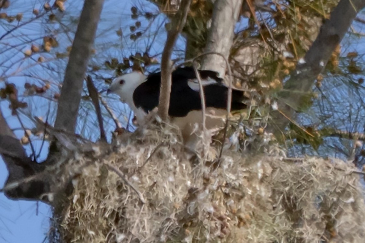 Swallow-tailed Kite - ML637587852