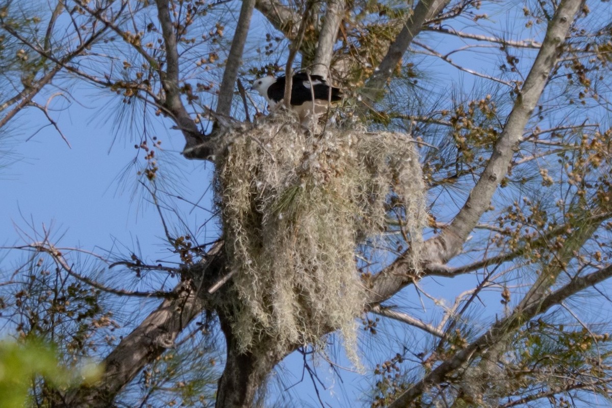 Swallow-tailed Kite - ML637587853