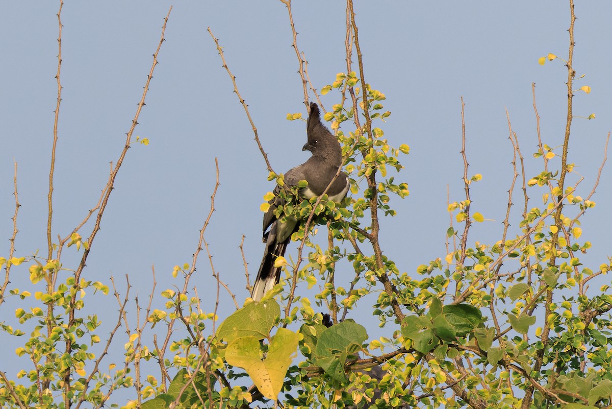 sparák bělobřichý - ML637587866