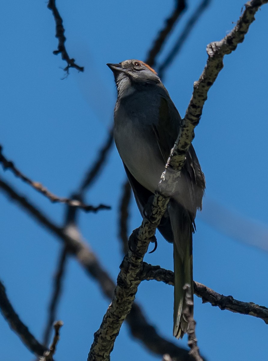 Green-tailed Towhee - ML637587869