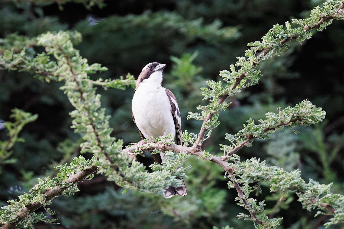 White-browed Sparrow-Weaver - ML637587876