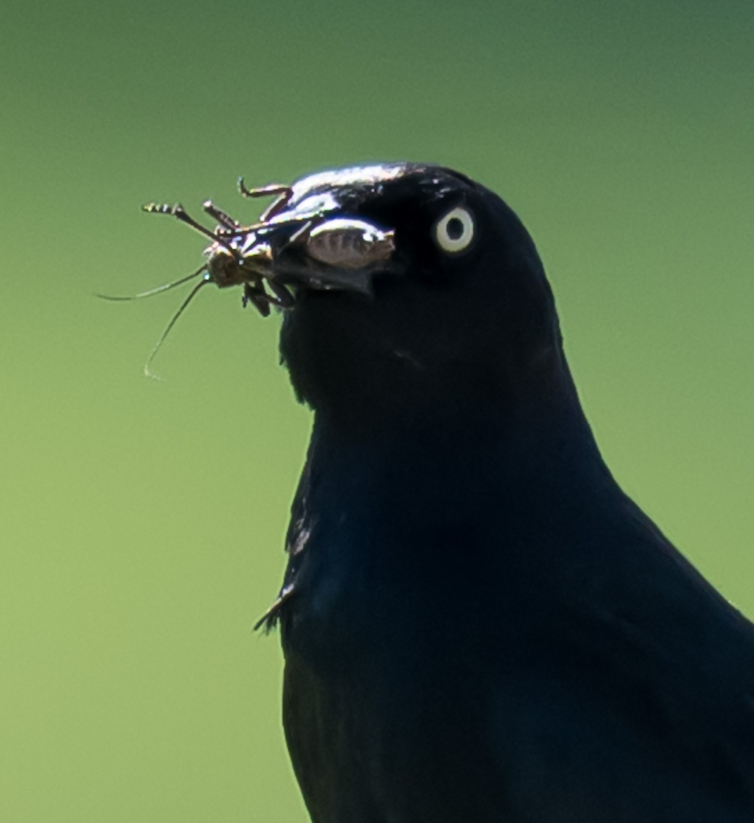 Brewer's Blackbird - ML637587879