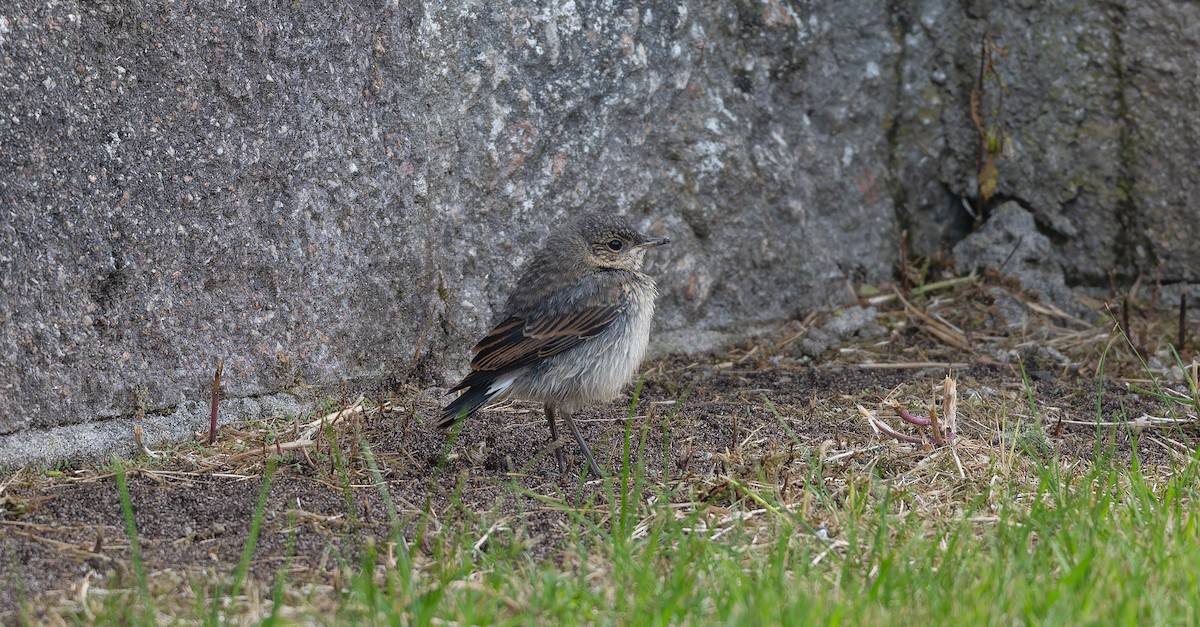 Northern Wheatear - ML637587894