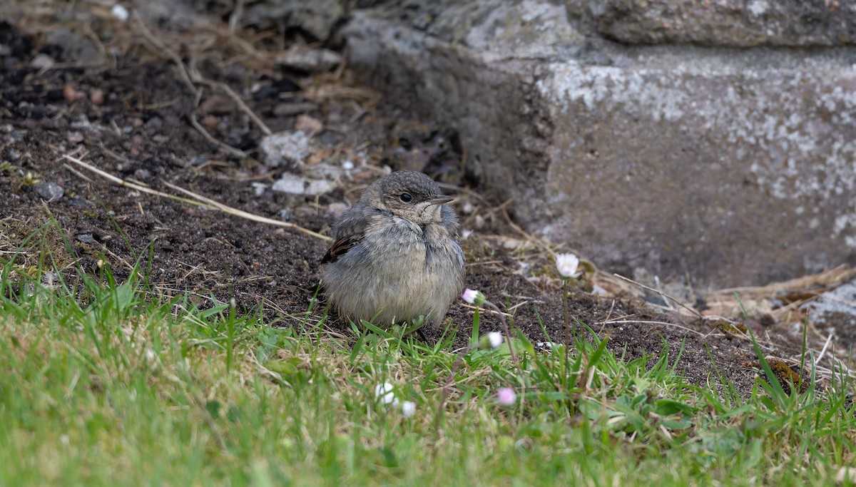 Northern Wheatear - ML637587895