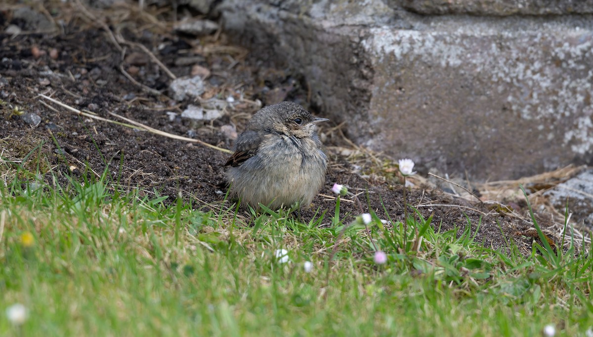 Northern Wheatear - ML637587896