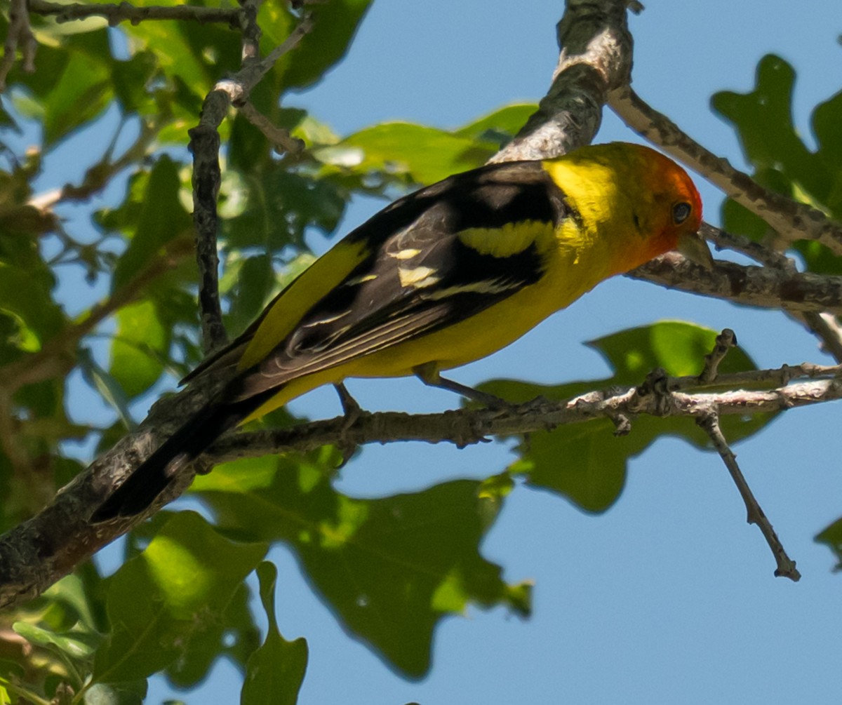 Western Tanager - ML637587897