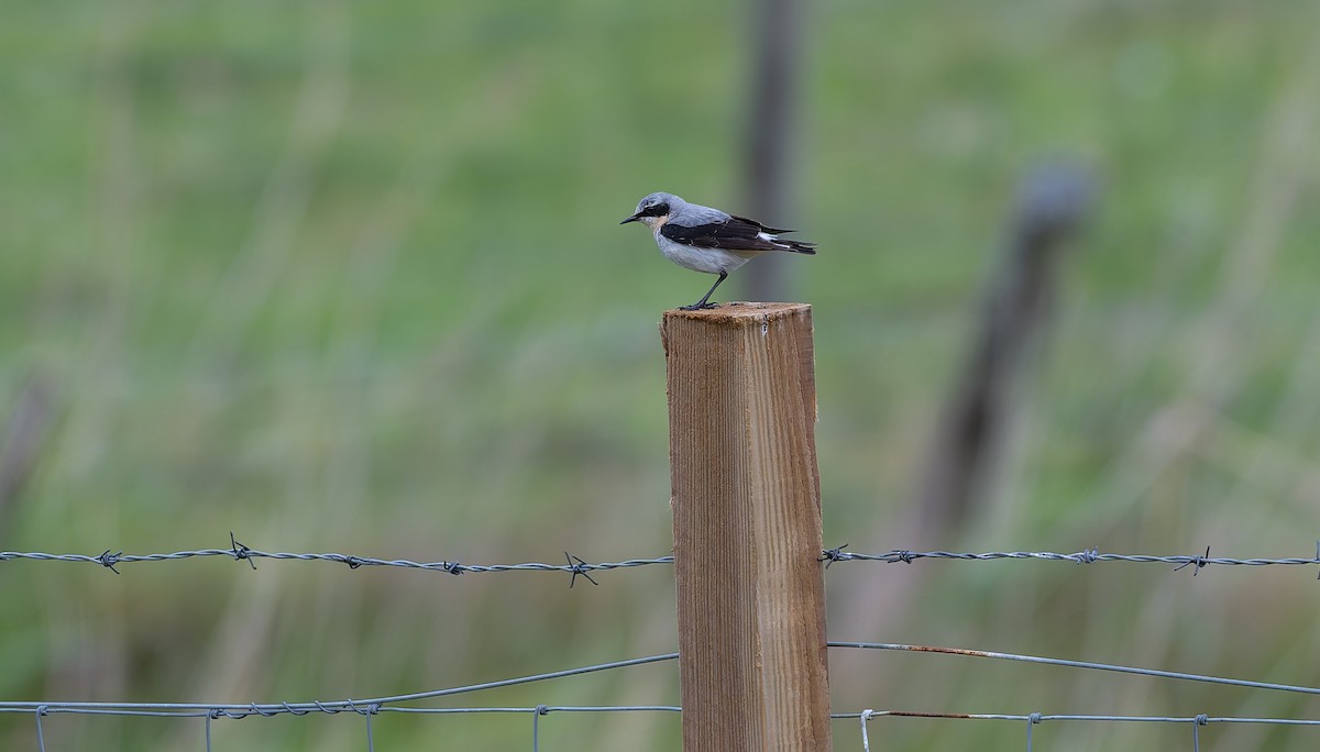 Northern Wheatear - ML637587899