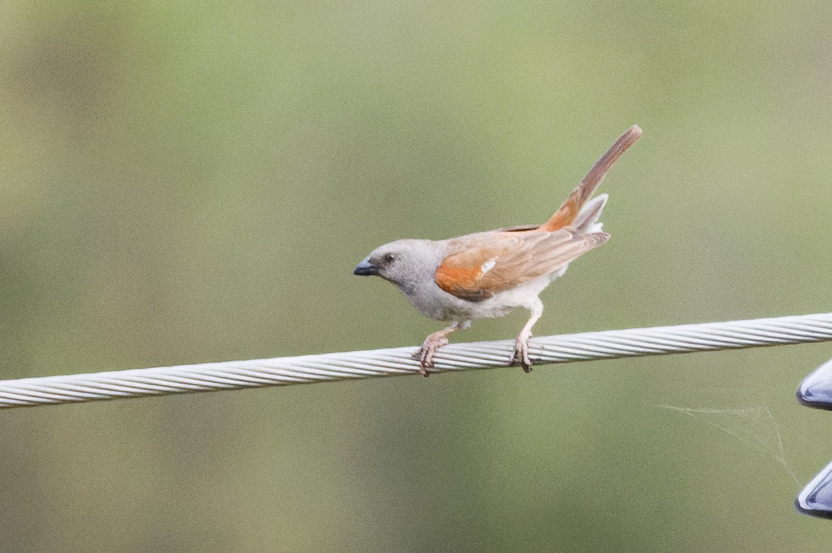 Swainson's Sparrow - ML637587914