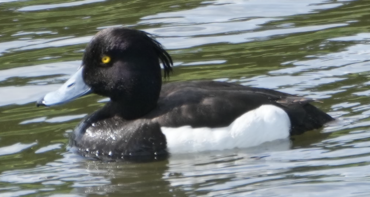 Tufted Duck - ML637587919