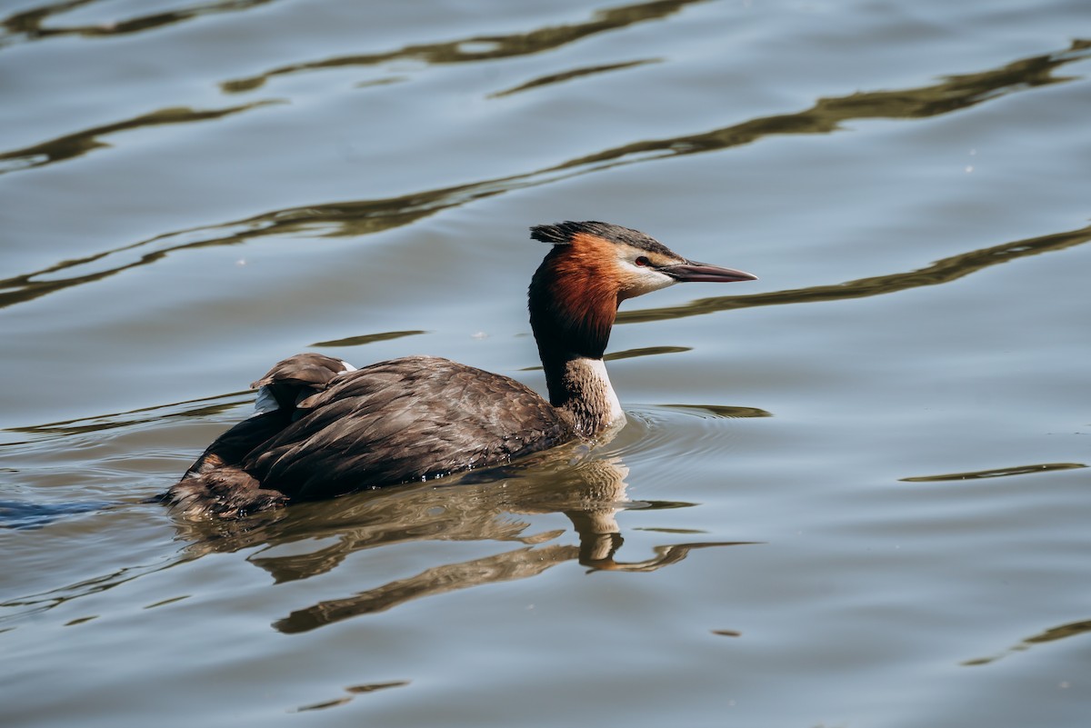Great Crested Grebe - ML637587936