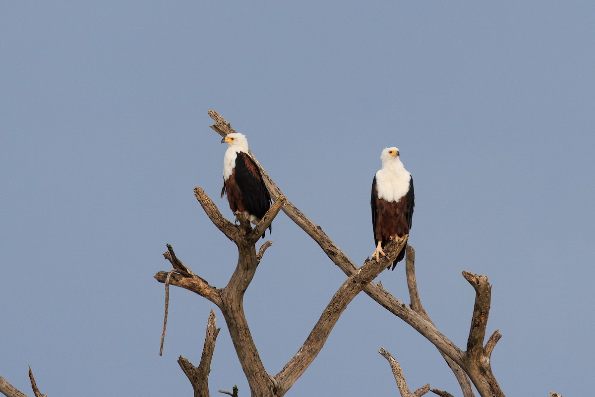 African Fish-Eagle - ML637587937