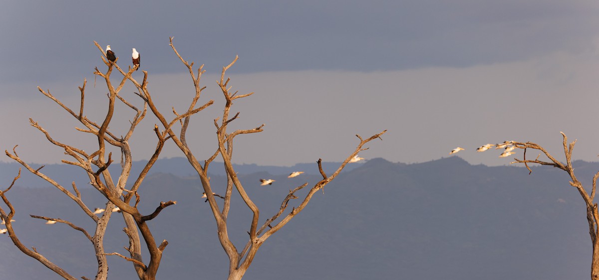 African Fish-Eagle - ML637587938