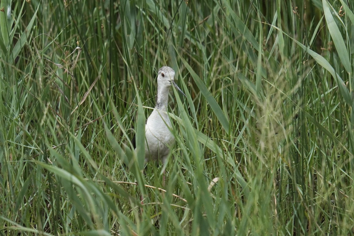 Black-winged Stilt - ML637587939