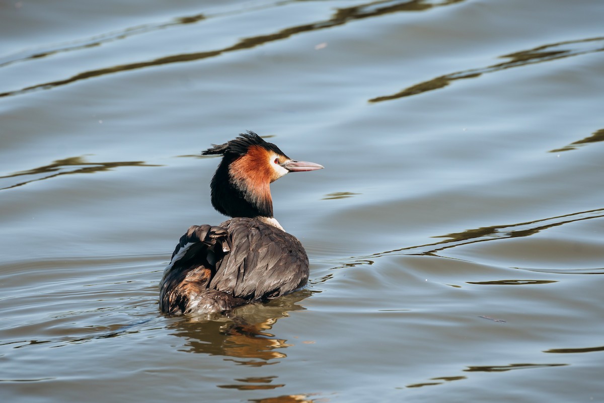 Great Crested Grebe - ML637587940