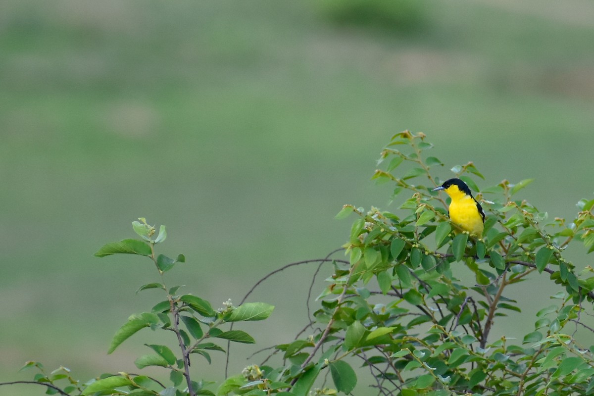 Common Iora - ML637587941
