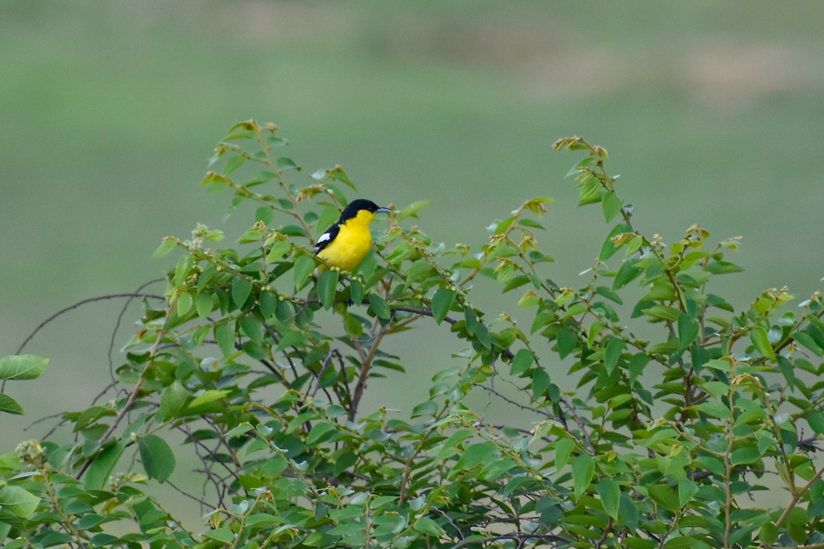 Common Iora - ML637587942